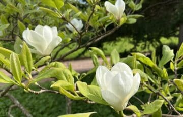 Close-up of white flower blossoms amongst green leaves on branches.