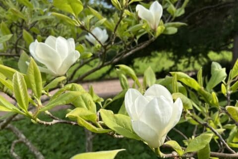 Close-up of white flower blossoms amongst green leaves on branches.