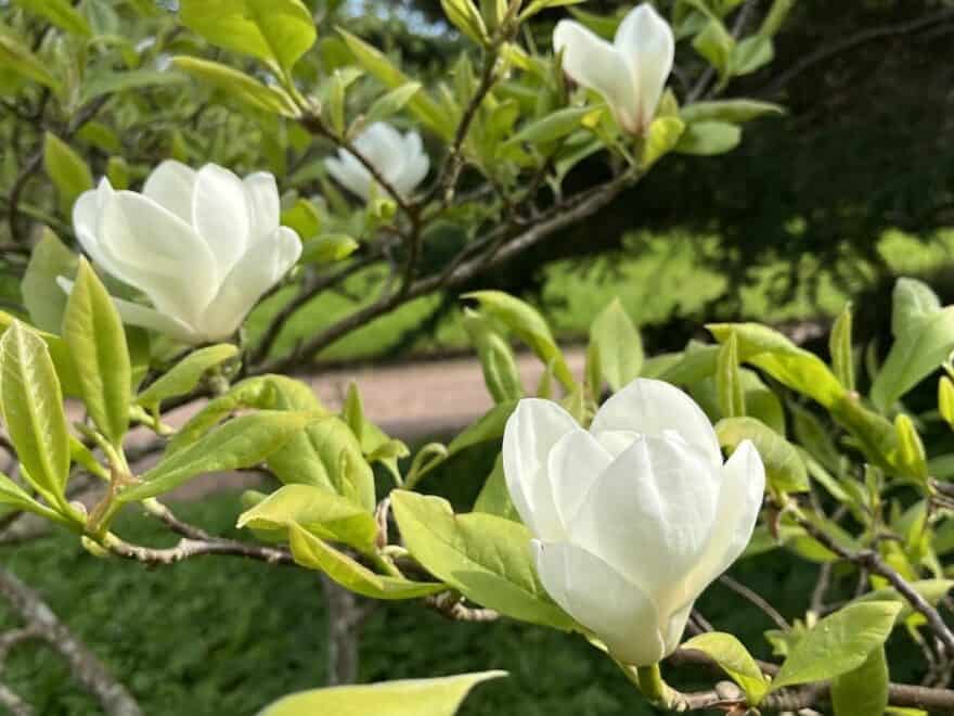 Close-up of white flower blossoms amongst green leaves on branches.