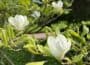 Close-up of white flower blossoms amongst green leaves on branches.