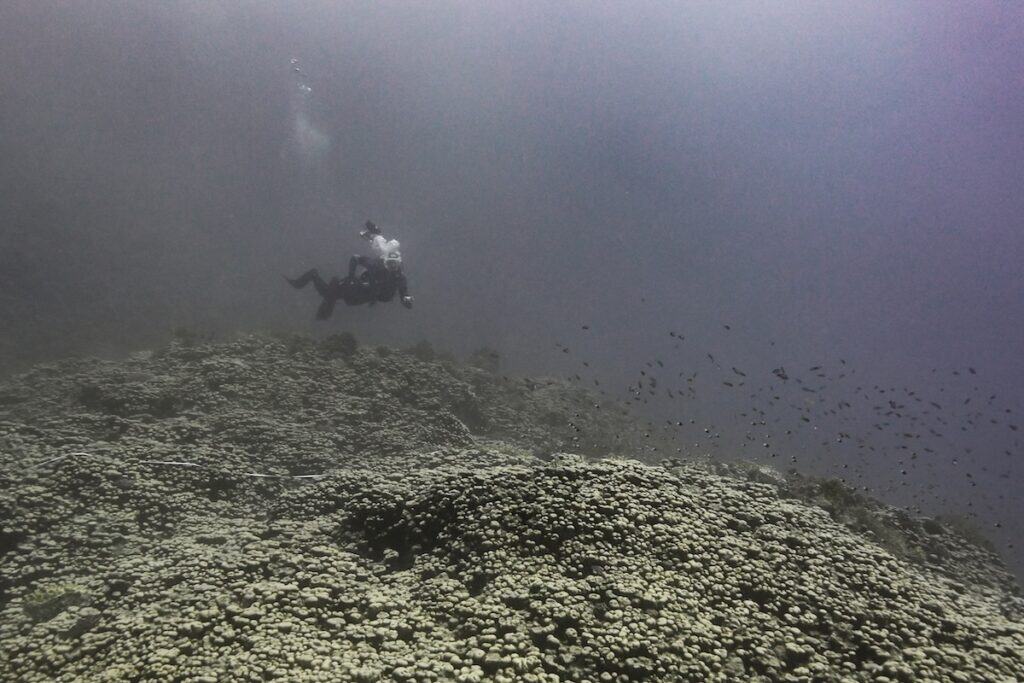 Diver swims over coral towards camera in dark underwater shot.