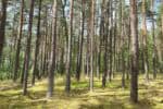 View through trunks of forest of tall trees in sunlight.