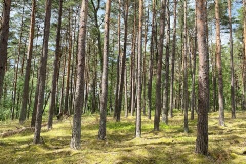 View through trunks of forest of tall trees in sunlight.