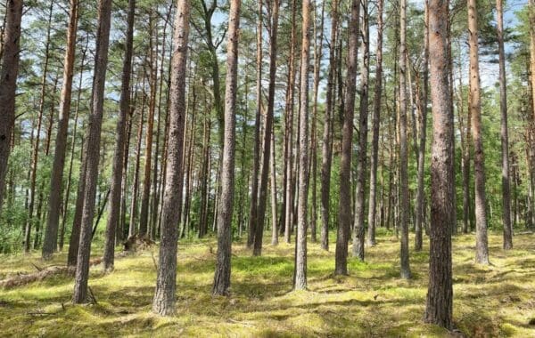 View through trunks of forest of tall trees in sunlight.