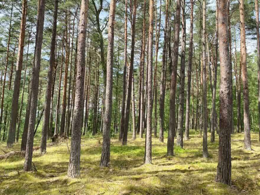 View through trunks of forest of tall trees in sunlight.