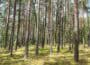 View through trunks of forest of tall trees in sunlight.
