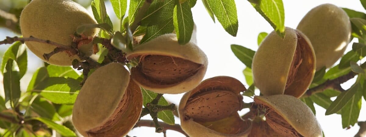 Close-up of almond hulls still on the tree, in sunshine, nut exposed inside.