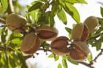 Close-up of almond hulls still on the tree, in sunshine, nut exposed inside.