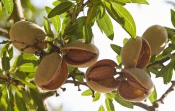 Close-up of almond hulls still on the tree, in sunshine, nut exposed inside.