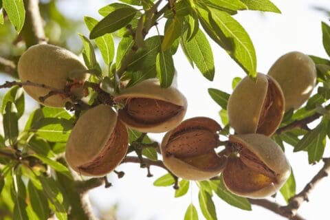 Close-up of almond hulls still on the tree, in sunshine, nut exposed inside.