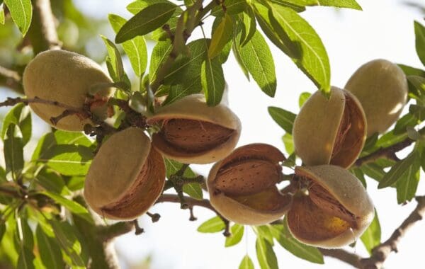 Close-up of almond hulls still on the tree, in sunshine, nut exposed inside.