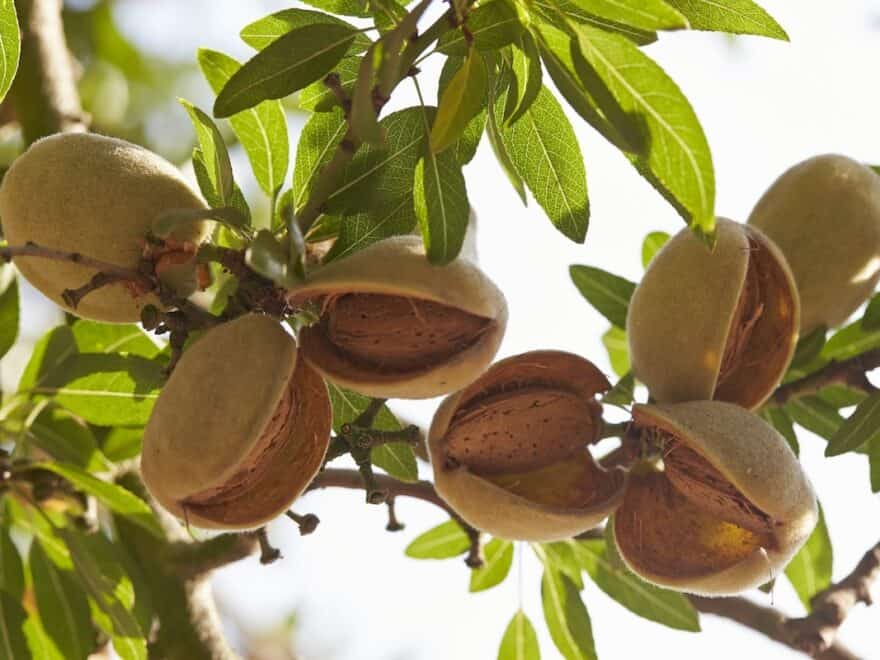 Close-up of almond hulls still on the tree, in sunshine, nut exposed inside.