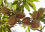 Close-up of almond hulls still on the tree, in sunshine, nut exposed inside.