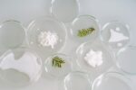 Multiple clear Petri dishes in lab setting on off-white surface, some containing bright white powder or liquid, others green pine-like leaves.