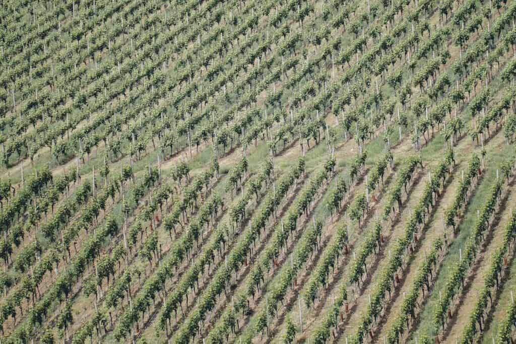 Aerial shot of farmland, maybe a vineyard, with rows of planted trees running diagonally bottom left to top right across image.
