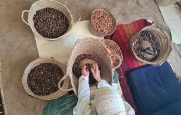 Overhead view of woman in white, working while seated on rug, head covered, with multiple baskets of variously processed brown argan tree kernels in front of her and hands in one.
