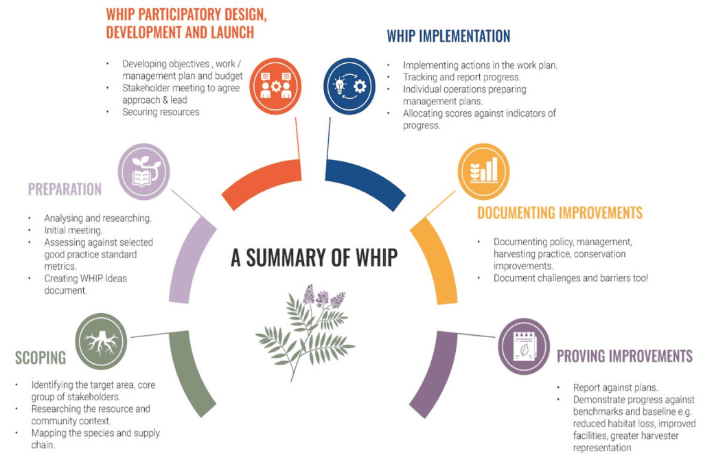 Diagram shows Summary of WHIP portrayed as journey arc from L-R, beginning with Scoping and ending in Proving Improvements.